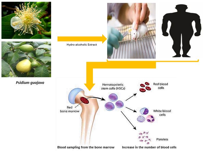 Hydroalcoholic extract of Psidium guajava plant and bone marrow cells: examination and analysis of effects 